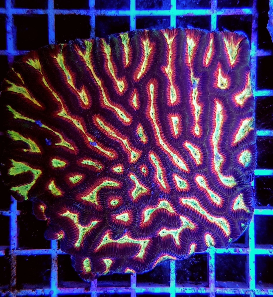 Platygyra spp. (Ultra) | L