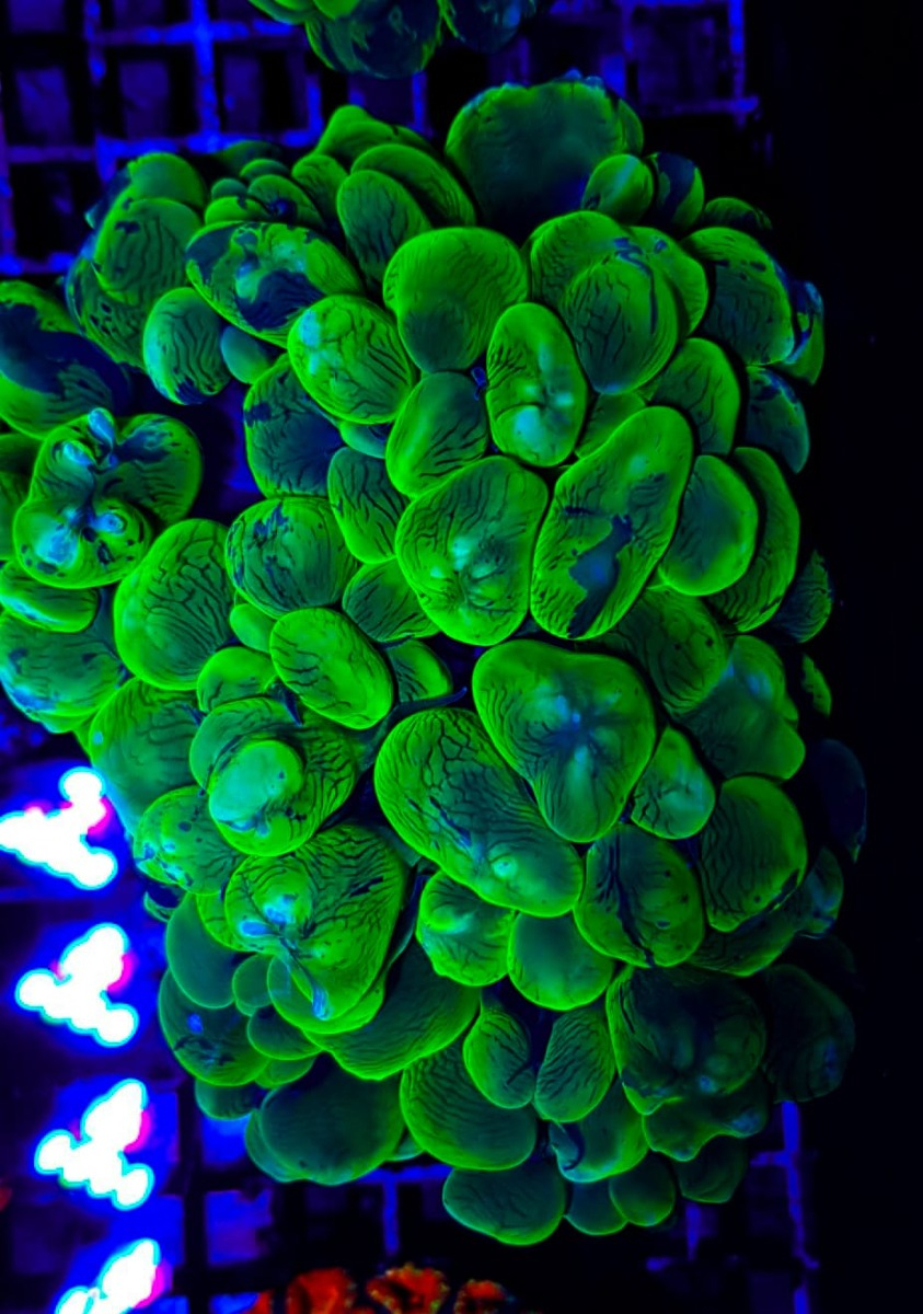 Plerogyra sinuosa (Splotched)