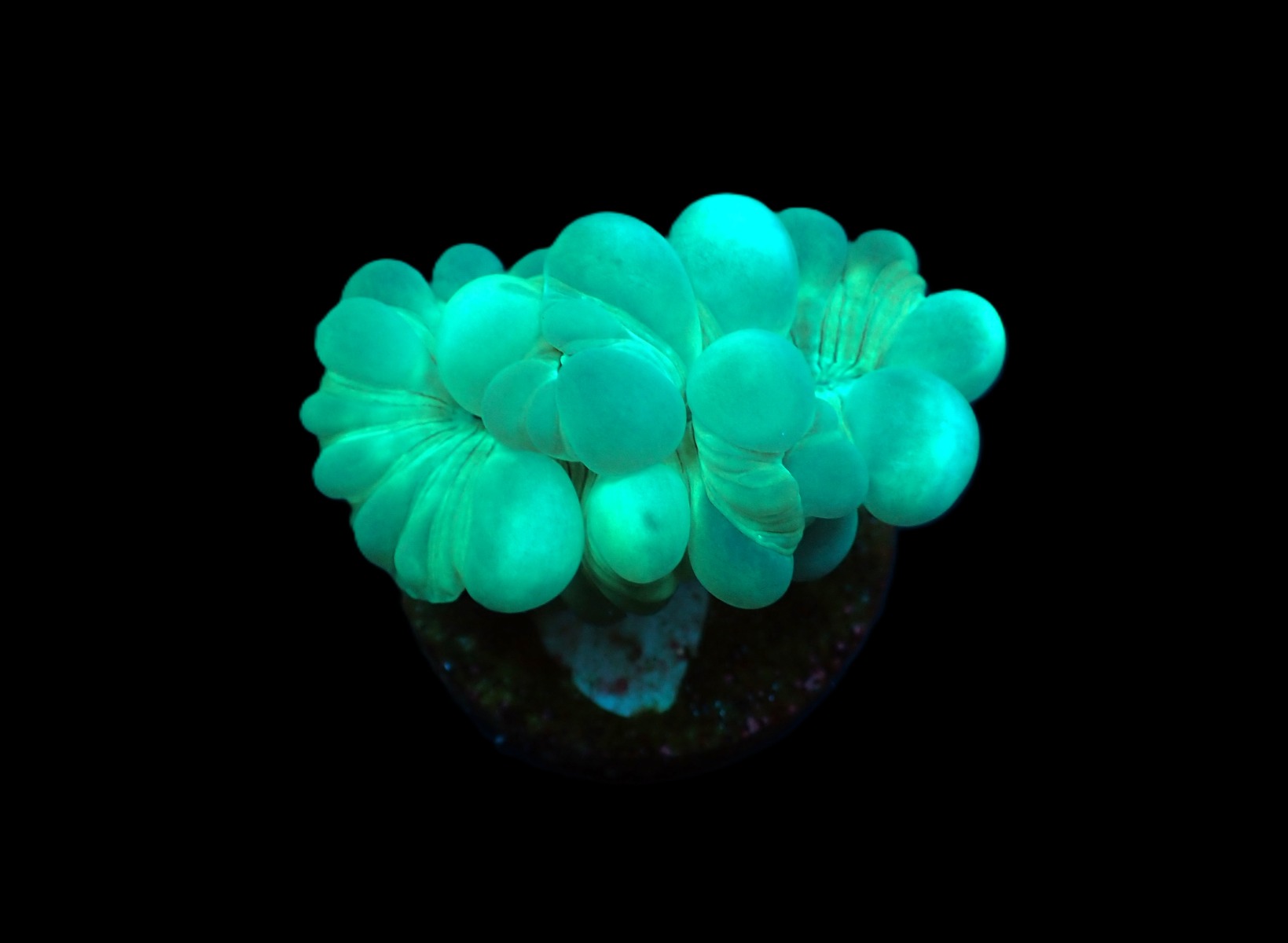 Plerogyra turbida (Frag) | M