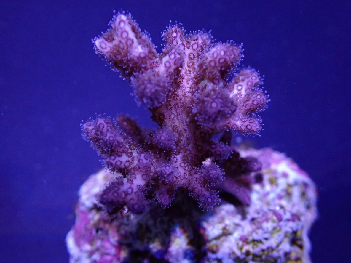 Pocillopora acuta (Pink-Purple) (frag) | FRAG
