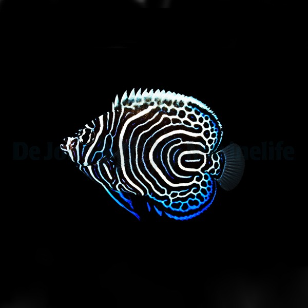 Pomacanthus imperator - T.B. | L