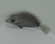 Prionurus scalprum | L