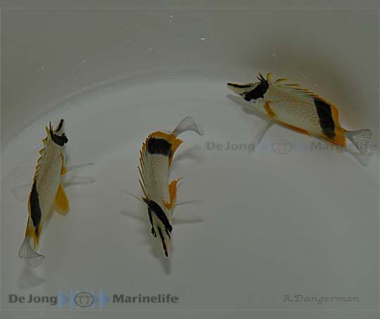 Prognathodes marcellae | S