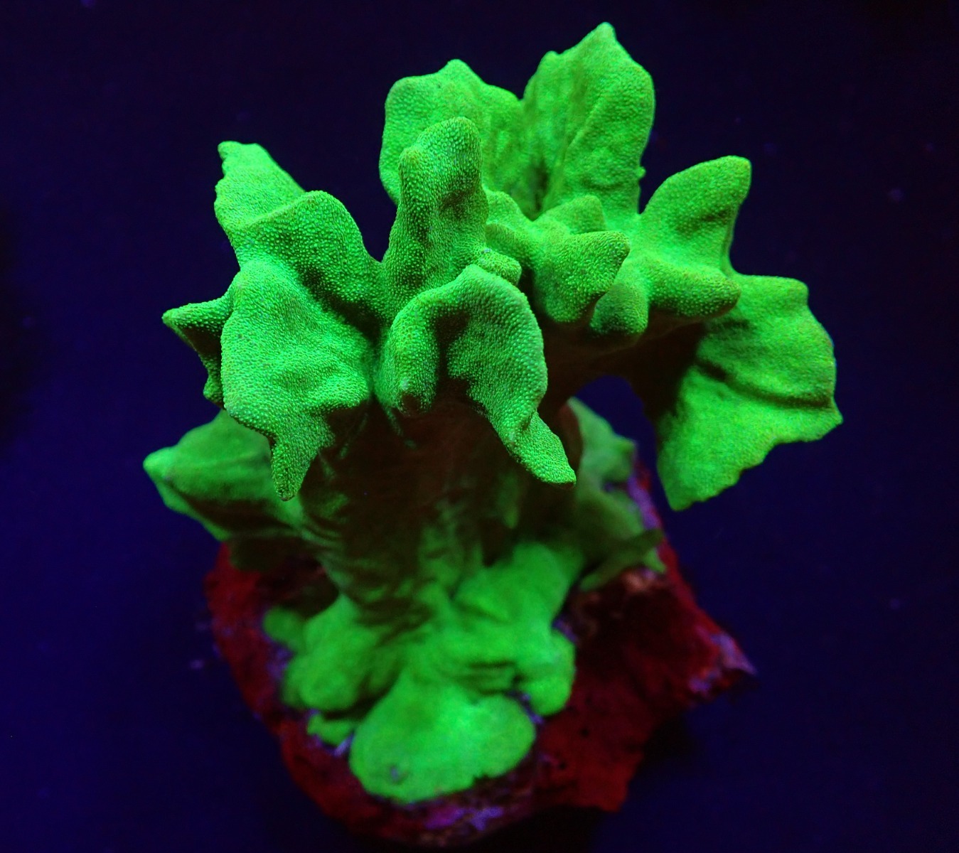 Psammocora spp. (Branched) | T