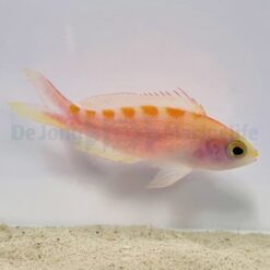 Pyronotanthias flavoguttatus | All sizes