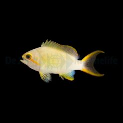 Pseudanthias huchtii (female) | All sizes