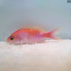 Pseudanthias hutomoi | All sizes