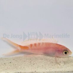 Pyronotanthias lori | All sizes