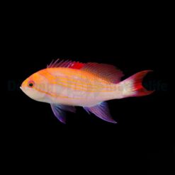 Pseudanthias luzonensis | All sizes
