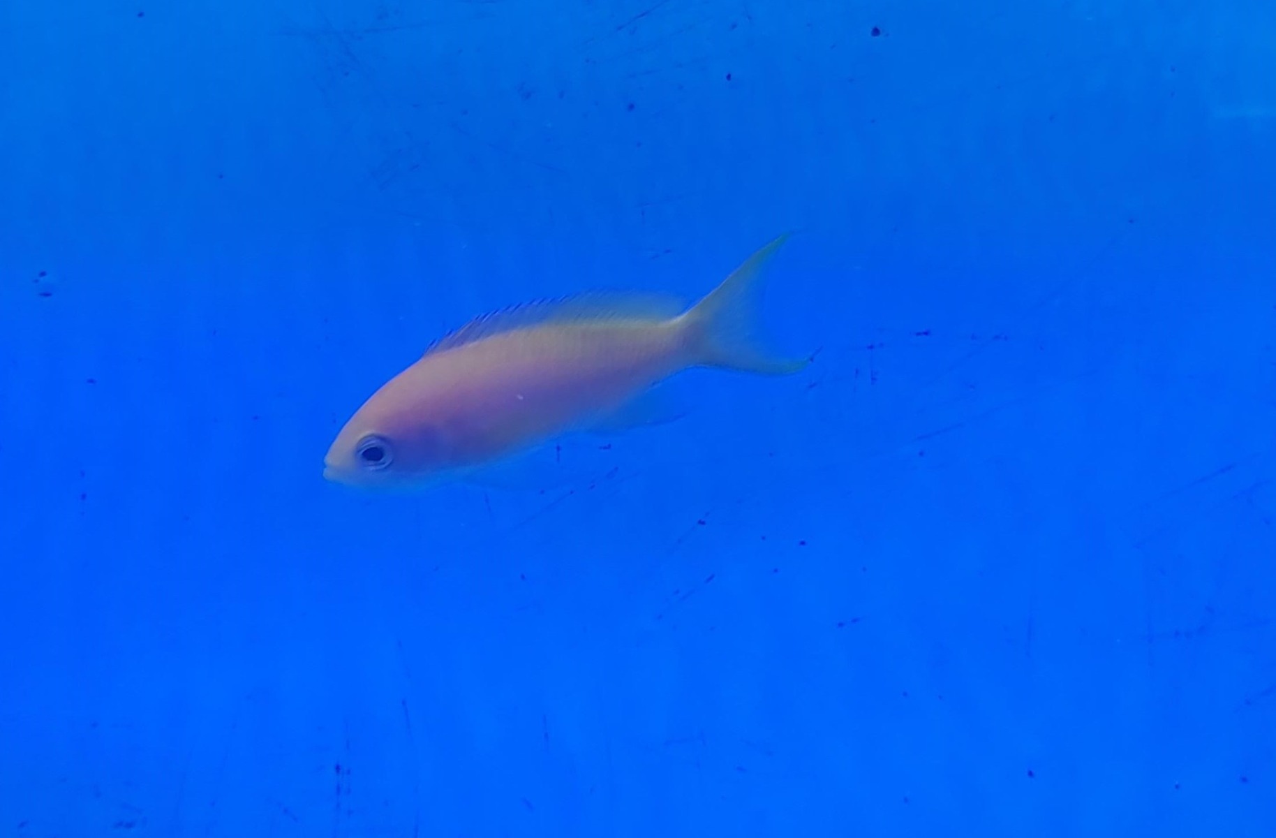Pseudanthias mica (female) | All sizes
