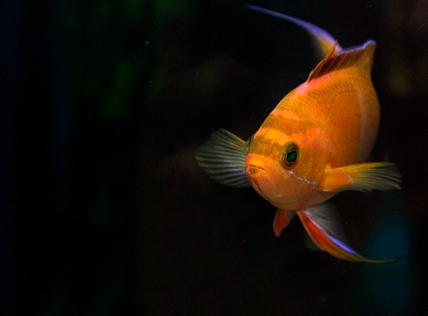 Pseudanthias mica (male) | All sizes