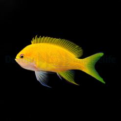 Pseudanthias pleurotaenia (female) | All sizes