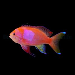 Pseudanthias pleurotaenia (male) | All sizes