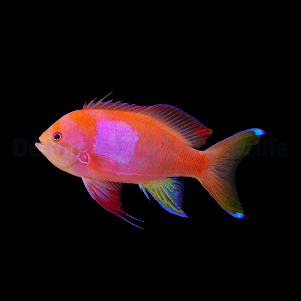 Pseudanthias pleurotaenia (male) | All sizes