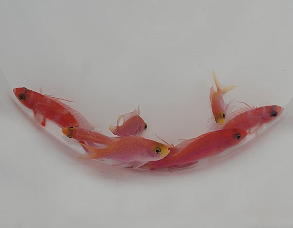 Pseudanthias randalli | All sizes