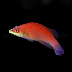 Pseudocheilinus evanidus | All sizes