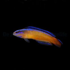 Pseudochromis aldabraensis - DJM Bred | All sizes