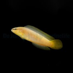 Pseudochromis leucorhynchus - DJM Bred | All sizes