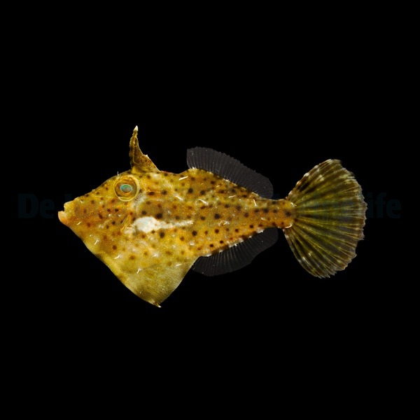Pseudomonacanthus macrurus | All sizes
