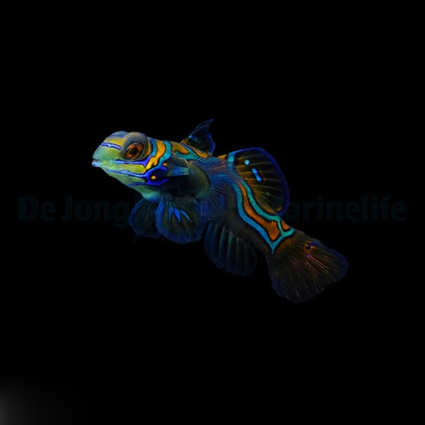 Pterosynchiropus splendidus - DJM Bred | All sizes