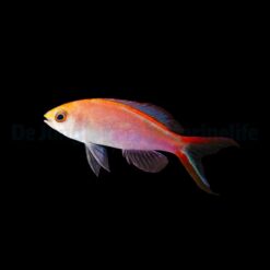 Pyronotanthias smithvanizi | All sizes