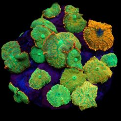 Rhodactis inchoata (Orange) (per ear) | T