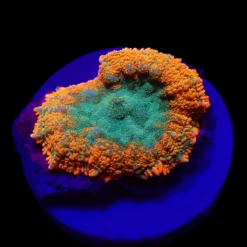 Rhodactis spp. (Orange) (Premium) (1 ear) | FRAG