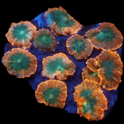 Rhodactis inchoata (Orange) (Premium) | M