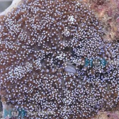 Rhodactis indosinensis (Blue) (per ear) | S