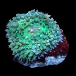 Rhodactis osculifera (Green) (1 ear) | FRAG
