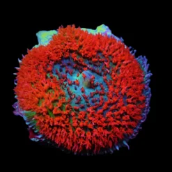 Rhodactis osculifera (Red) (1 ear) | FRAG