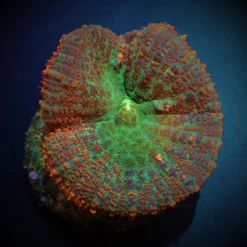 Rhodactis spp. (Orange) (1 ear) | FRAG