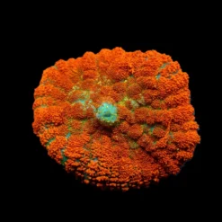 Rhodactis spp. (Orange) (Ultra) (1 ear) | FRAG