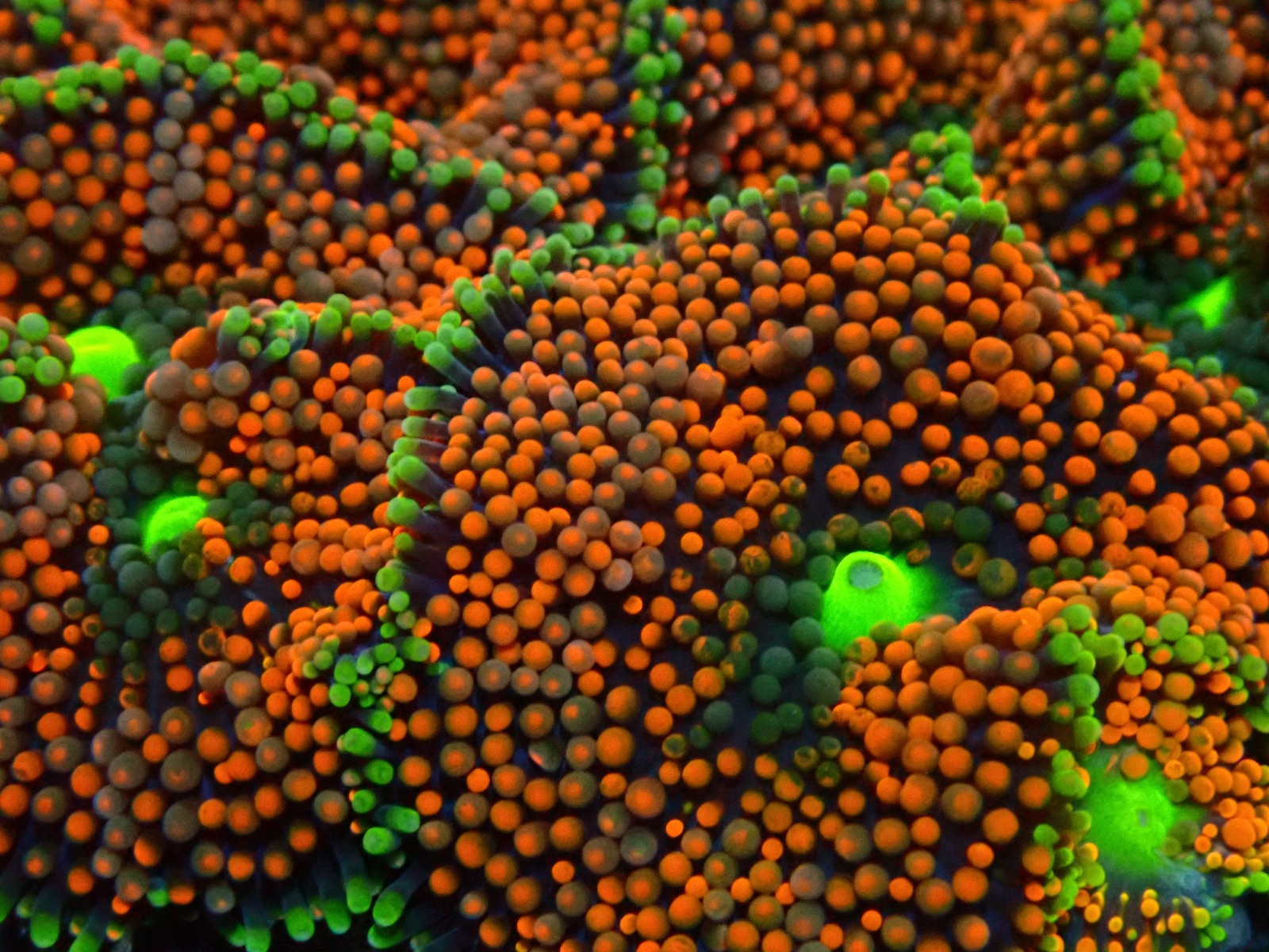 Ricordea florida (Orange-Red) (Grade A) | T