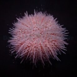 Salmacis spp. (Pink Lady) | All sizes