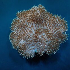 Sarcophyton spp. | T