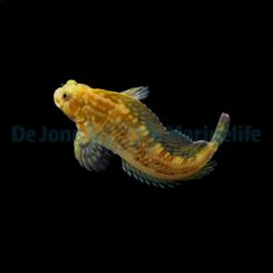 Scartella cristata | All sizes