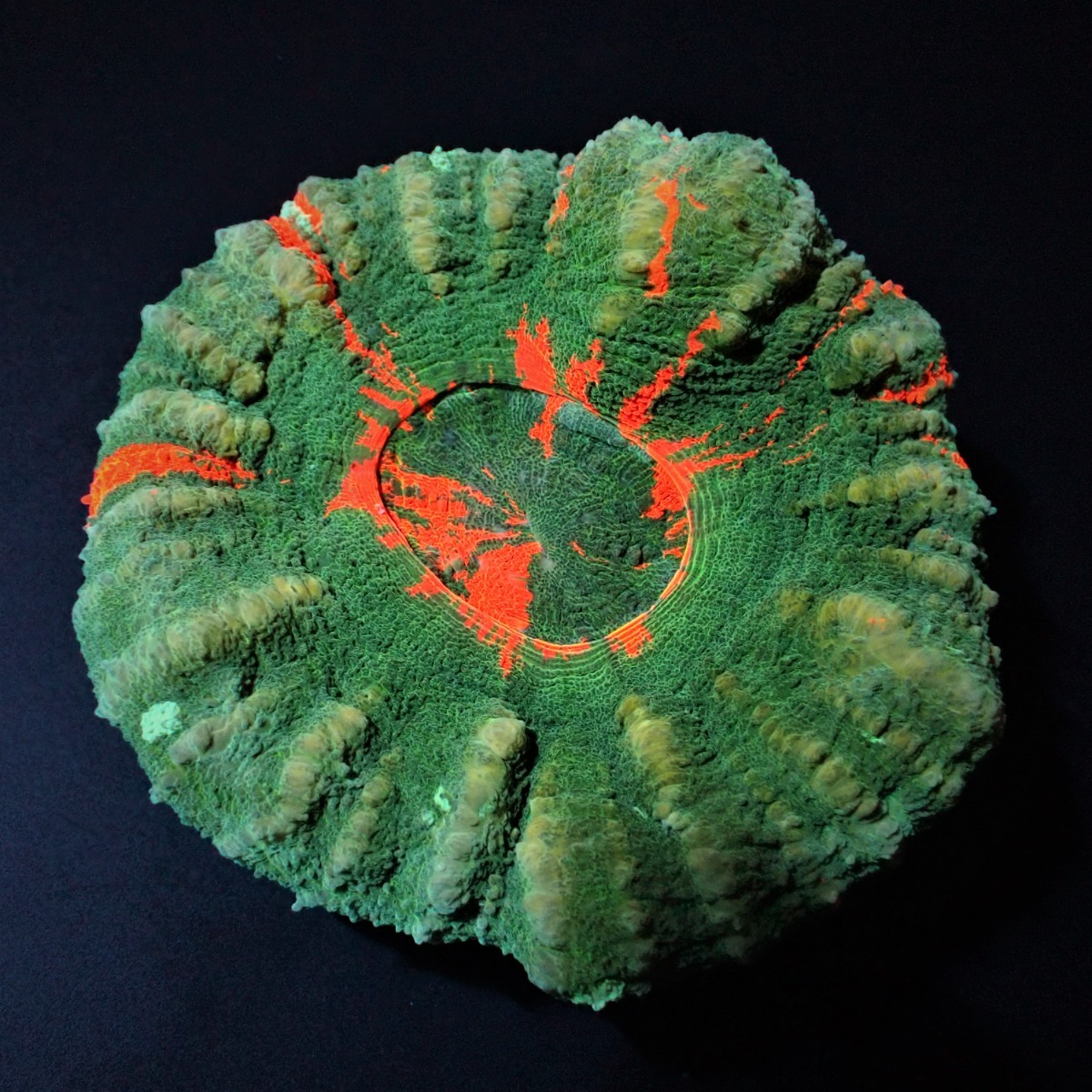 Scolymia australis (Bleeding Apple) (Grade B) | M