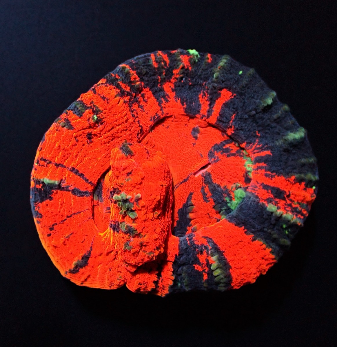 Scolymia australis (Double Head) | L