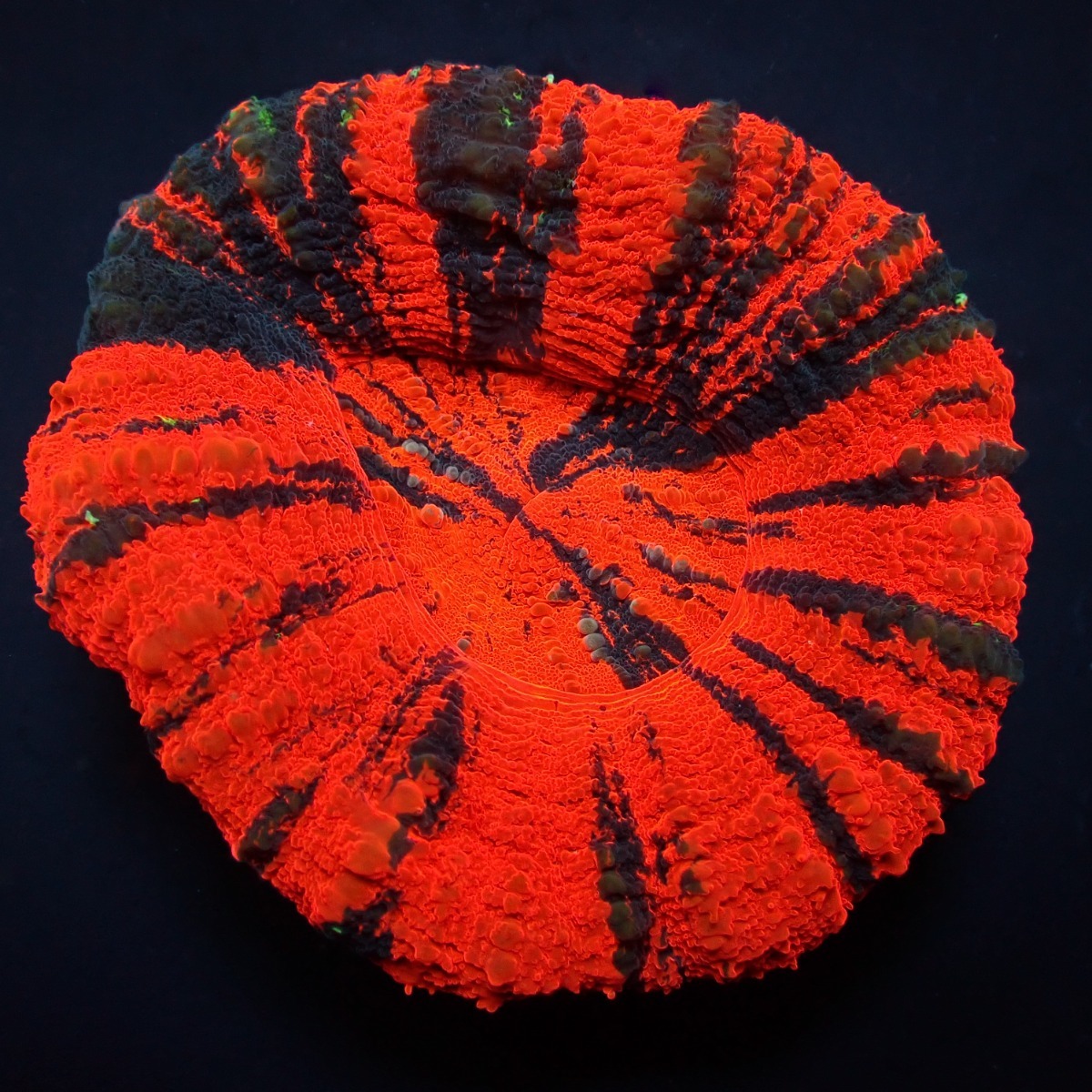 Scolymia australis (War Paint) | XL