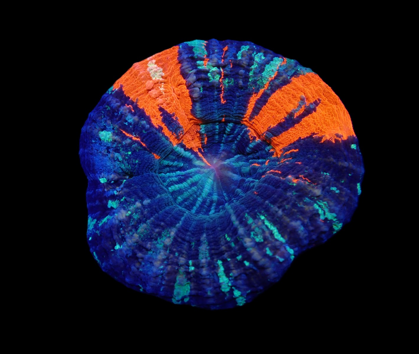 Scolymia australis (War Paint) (Grade B) | L