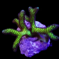 Seriatopora guttatus (Bird of Paradise) (frag) | FRAG