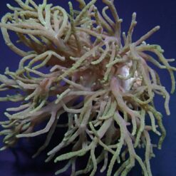 Sinularia flexibilis | XL