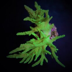 Sinularia flexibilis (Grade A) | L