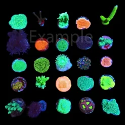 De Jong Marinelife (Starters package corals) (25pcs) | All sizes