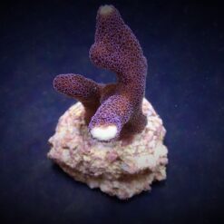 Stylophora pistillata (Milka) (frag) | FRAG