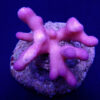 Stylophora pistillata (Pink) (Tonga) | M