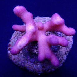 Stylophora pistillata (Pink) (Tonga) | M