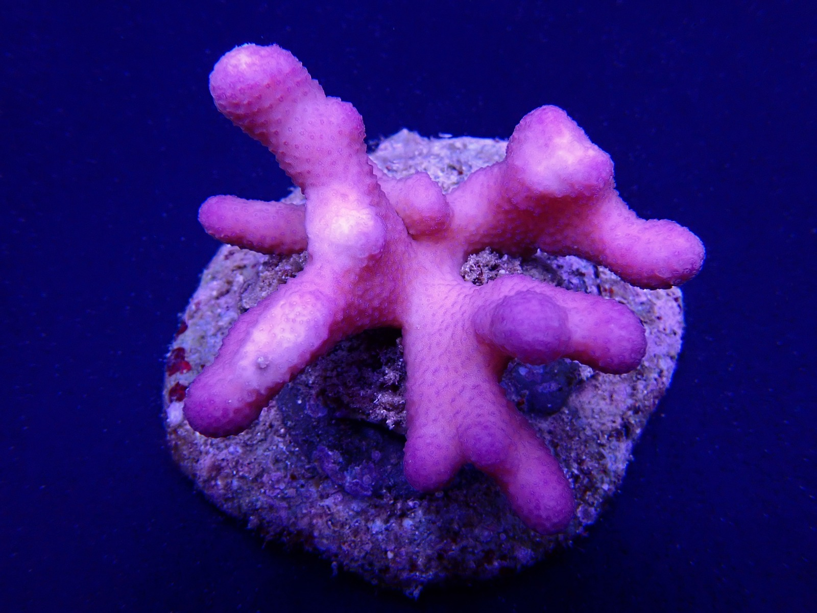 Stylophora pistillata (Pink) (Tonga) | S