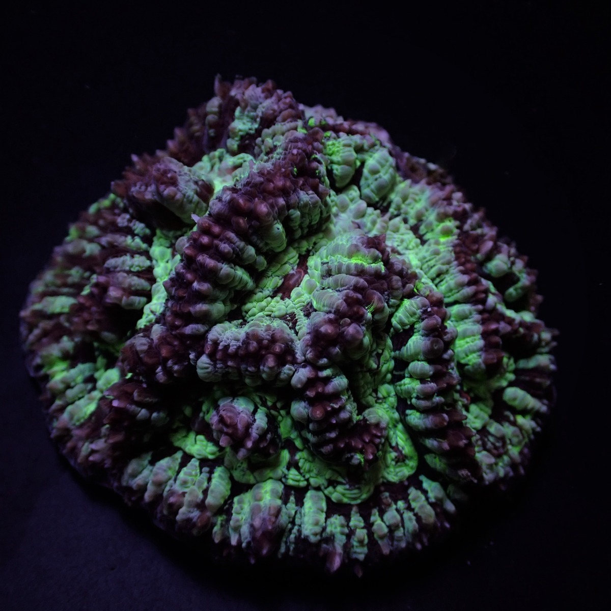 Symphyllia (Australophyllia) wilsoni (Common) | S